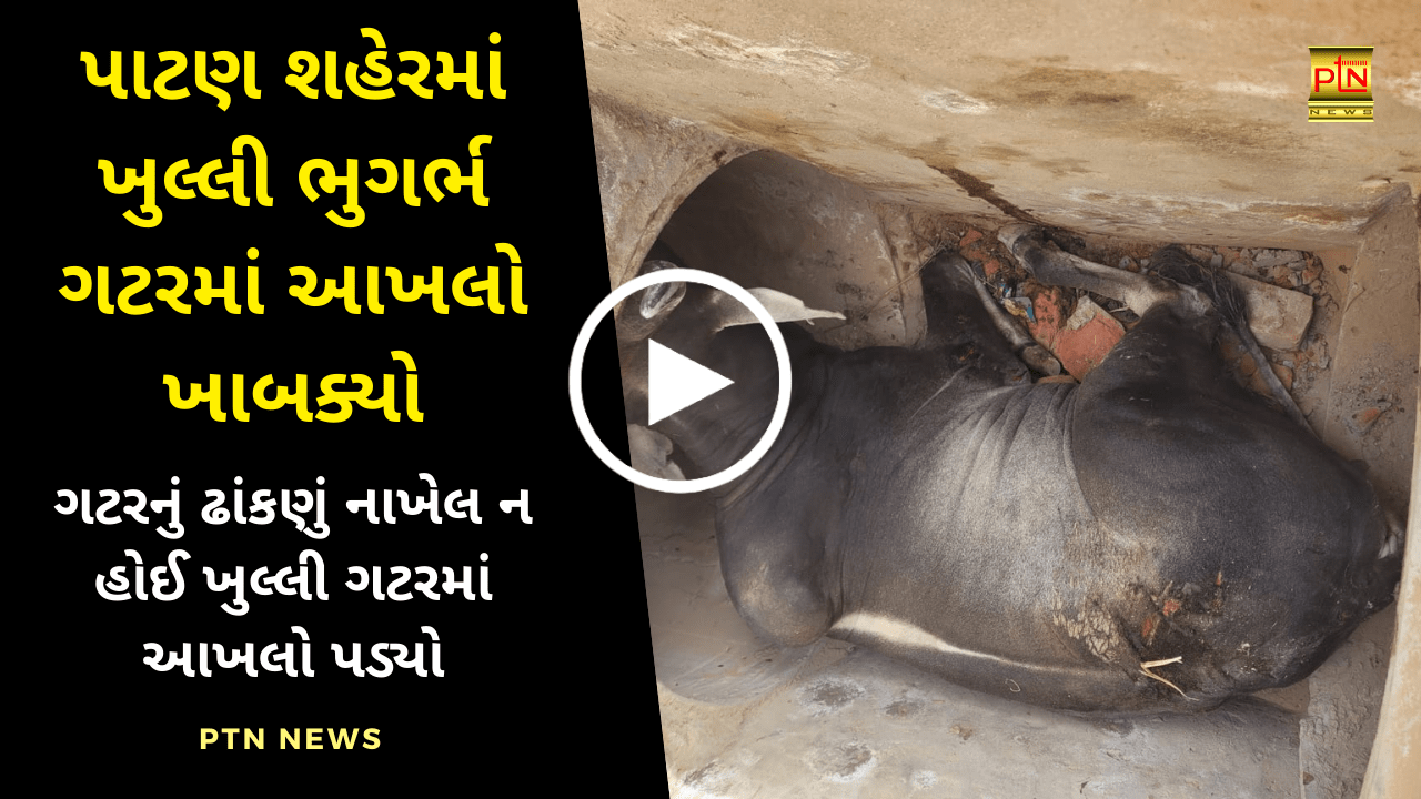 bull fell into underground sewer